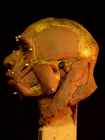 Image of Forbes Quarry Neanderthal
